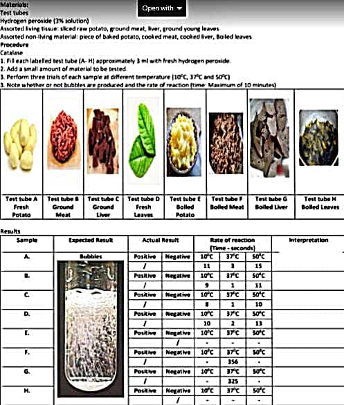 Materias:
Test tubes
Hydrogen peroxide (3% solution)
Assorted living tissue: siced raw potato, ground meat, liver, ground young leaves
Assorted non-living material: piece of baked potato, cooked meat, cooked iver, Boiled leaves
Open with
Procedure
Catalase
1. Fill each labelled test tube (A- H) approsimately 3 mi with fresh hydrogen peroxide.
2. Add a small amount of material to be tested.
3. Perform three trials of each sample at different temperature (10°C, 37C and SoC)
3. Note whether ar not bubbies are prodced and the rate of reaction (time Masimum of 10 minutes)
Test tube A
Test bube
Test tube C
Test tube D
Test tube E
Test hube F
Test tube G
Test tube H
Fresh
Leaves
Fresh
Ground
Ground
Bolled
Boled Meat
Boiled Liver
Boled Leaves
Potato
Meat
Liver
Potato
Results
Sample
Expected Resut
Actual Result
Rate of reaction
Interpretation
(Time - secondsl
37C
so'c
A.
Positive Negative
10t
Bubbles
11
15
Positive
Negative
10c
37°C
11
Positive
Negative
10°c
37C
so'c
10
D.
Positive
Negative
10°c
37C
soc
10
13
Positive Negative
10°c
so'c
F.
Potve
Negative
10°c
so°c
356
G.
Positive
Negative
10°c
325
Negative
10°c
soc
H.
Positive
