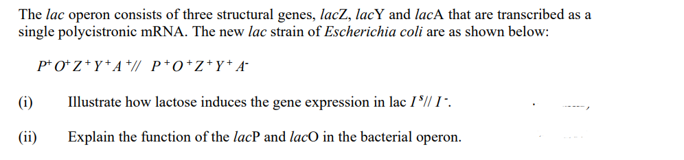The lac operon consists of three structural genes, lacZ, lacY and lacA that are transcribed as a
single polycistronic mRNA. The new lac strain of Escherichia coli are as shown below:
P+O+Z+Y+A+// P+O+Z+Y+A¯
(i)
Illustrate how lactose induces the gene expression in lac 1 $// I-.
(ii)
Explain the function of the lacP and laco in the bacterial operon.