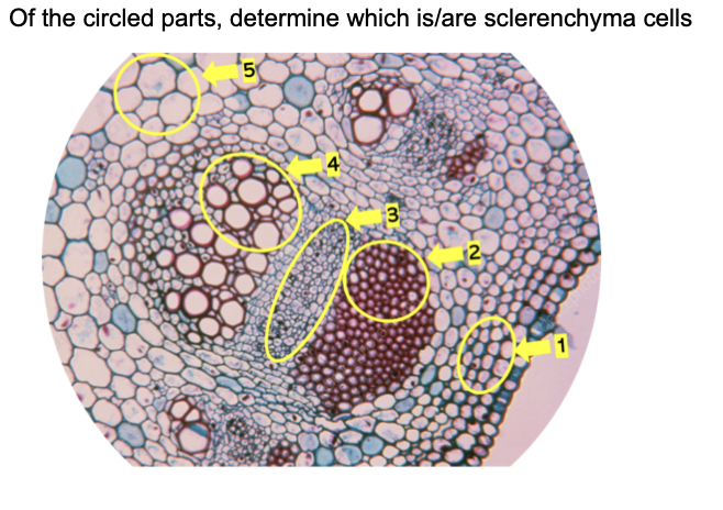 Of the circled parts, determine which is/are sclerenchyma cells
50
3
2
