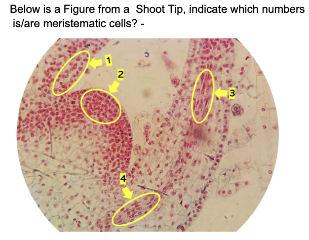 Below is a Figure from a Shoot Tip, indicate which numbers
islare meristematic cells? -
3
