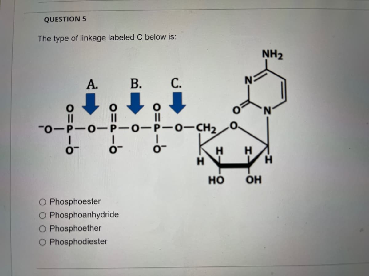 QUESTION 5
The type of linkage labeled C below is:
NH2
A.
В.
С.
'N'
II
II
"0-P-0-P-0-P-0-CH2
KH H
но
OH
O Phosphoester
Phosphoanhydride
O Phosphoether
O Phosphodiester
B.

