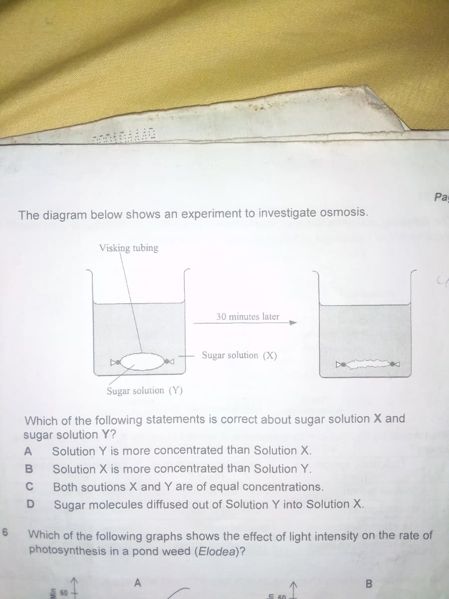 Pag
The diagram below shows an experiment to investigate osmosis.
Visking tubing
30 minutes later
Sugar solution (X)
De
Sugar solution (Y)
Which of the following statements is correct about sugar solution X and
sugar solution Y?
Solution Y is more concentrated than Solution X.
A
Solution X is more concentrated than Solution Y.
C
Both soutions X and Y are of equal concentrations.
Sugar molecules diffused out of Solution Y into Solution X.
6
Which of the following graphs shows the effect of light intensity on the rate of
photosynthesis in a pond weed (Elodea)?
60
