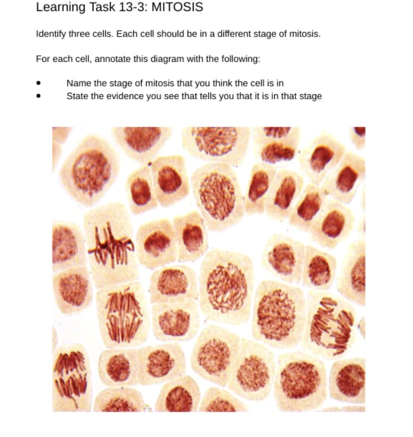 Learning Task 13-3: MITOSIS
Identify three cells. Each cell should be in a different stage of mitosis.
For each cell, annotate this diagram with the following:
Name the stage of mitosis that you think the cell is in
State the evidence you see that tells you that it is in that stage
