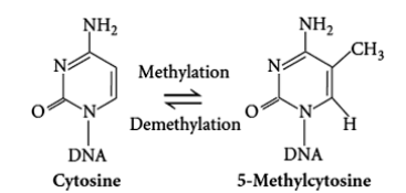 NH₂
DNA
Cytosine
Methylation
Demethylation
NH₂
CH3
H
DNA
5-Methylcytosine