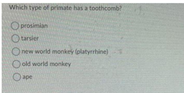 Which type of primate has a toothcomb?
Oprosimian
tarsier
Onew world monkey (platyrrhine)
old world monkey
ape