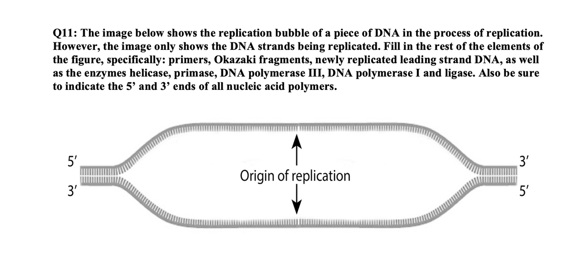 Q11: The image below shows the replication bubble of a piece of DNA in the process of replication.
However, the image only shows the DNA strands being replicated. Fill in the rest of the elements of
the figure, specifically: primers, Okazaki fragments, newly replicated leading strand DNA, as well
as the enzymes helicase, primase, DNA polymerase III, DNA polymerase I and ligase. Also be sure
to indicate the 5' and 3' ends of all nucleic acid polymers.
5'
3'
Origin of replication
3'
5'
