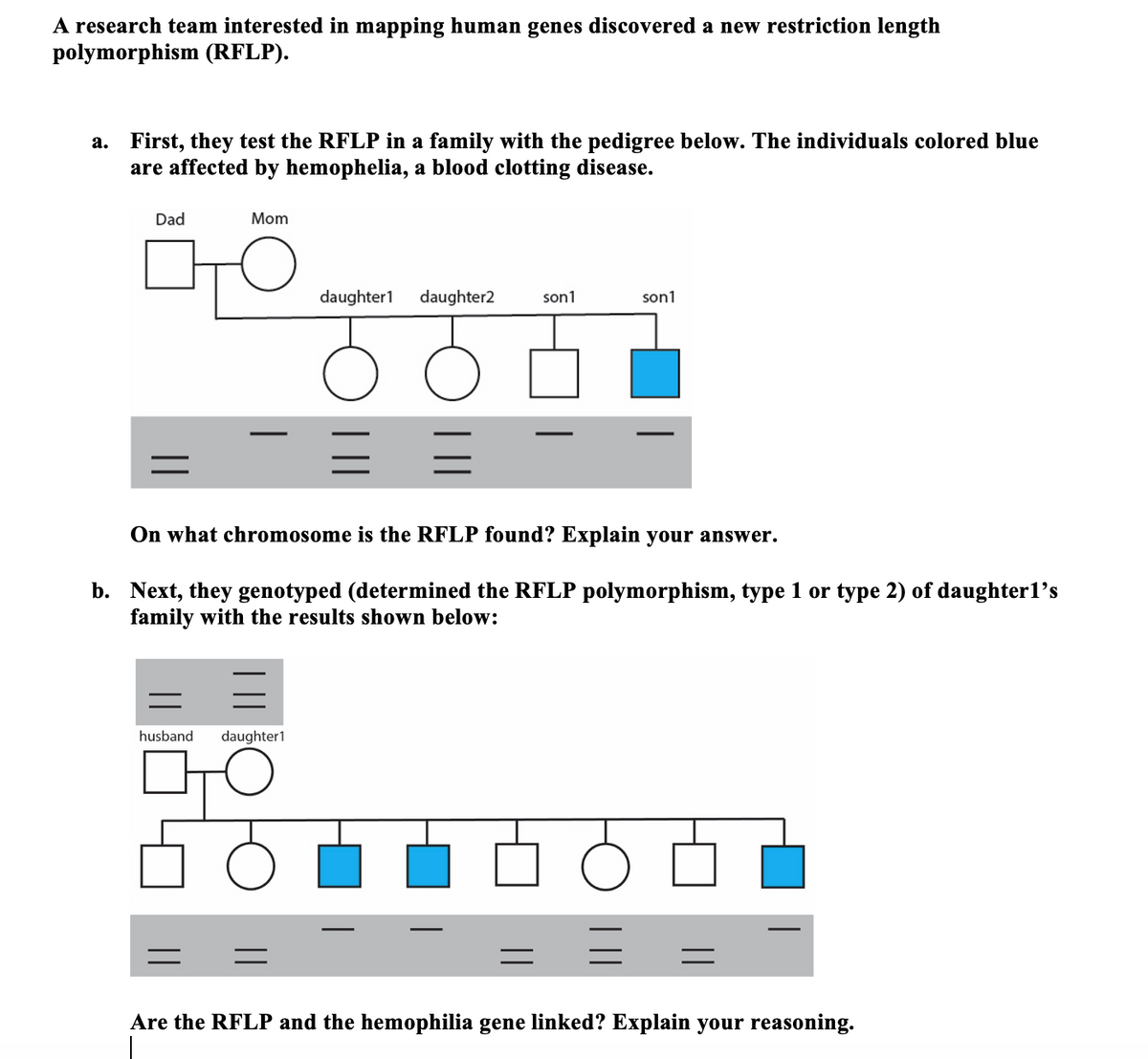 A research team interested in mapping human genes discovered a new restriction length
polymorphism (RFLP).
a. First, they test the RFLP in a family with the pedigree below. The individuals colored blue
are affected by hemophelia, a blood clotting disease.
Dad
Mom
daughter1
daughter2
son1
son1
On what chromosome is the RFLP found? Explain your answer.
b. Next, they genotyped (determined the RFLP polymorphism, type 1 or type 2) of daughterl's
family with the results shown below:
husband
daughter1
%3D
Are the RFLP and the hemophilia gene linked? Explain your reasoning.
