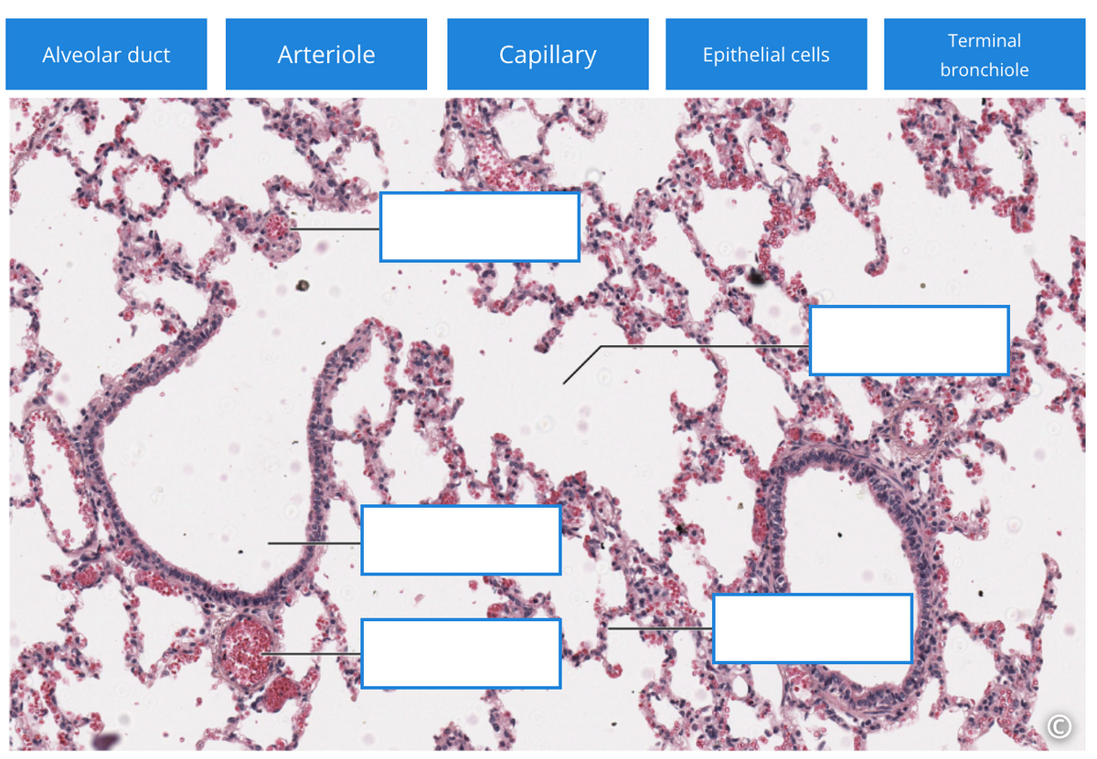 Alveolar duct
Arteriole
Capillary
Epithelial cells
Terminal
bronchiole