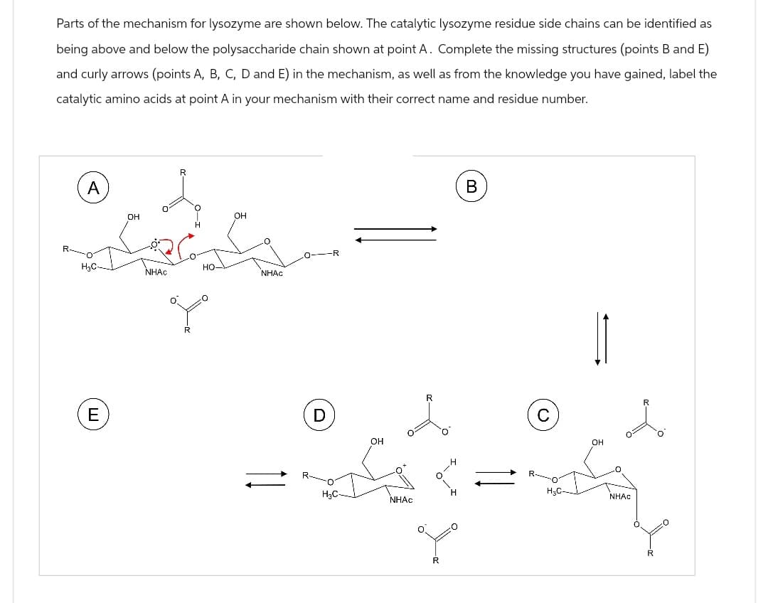 Parts of the mechanism for lysozyme are shown below. The catalytic lysozyme residue side chains can be identified as
being above and below the polysaccharide chain shown at point A. Complete the missing structures (points B and E)
and curly arrows (points A, B, C, D and E) in the mechanism, as well as from the knowledge you have gained, label the
catalytic amino acids at point A in your mechanism with their correct name and residue number.
A
OH
R
OH
O-R
H₂C-
HO
NHAC
NHAC
E
R
D
OH
B
R
C
H
RO
H3C-
°
H₂C-
NHAC
Y
R
OH
NHAC
R
R