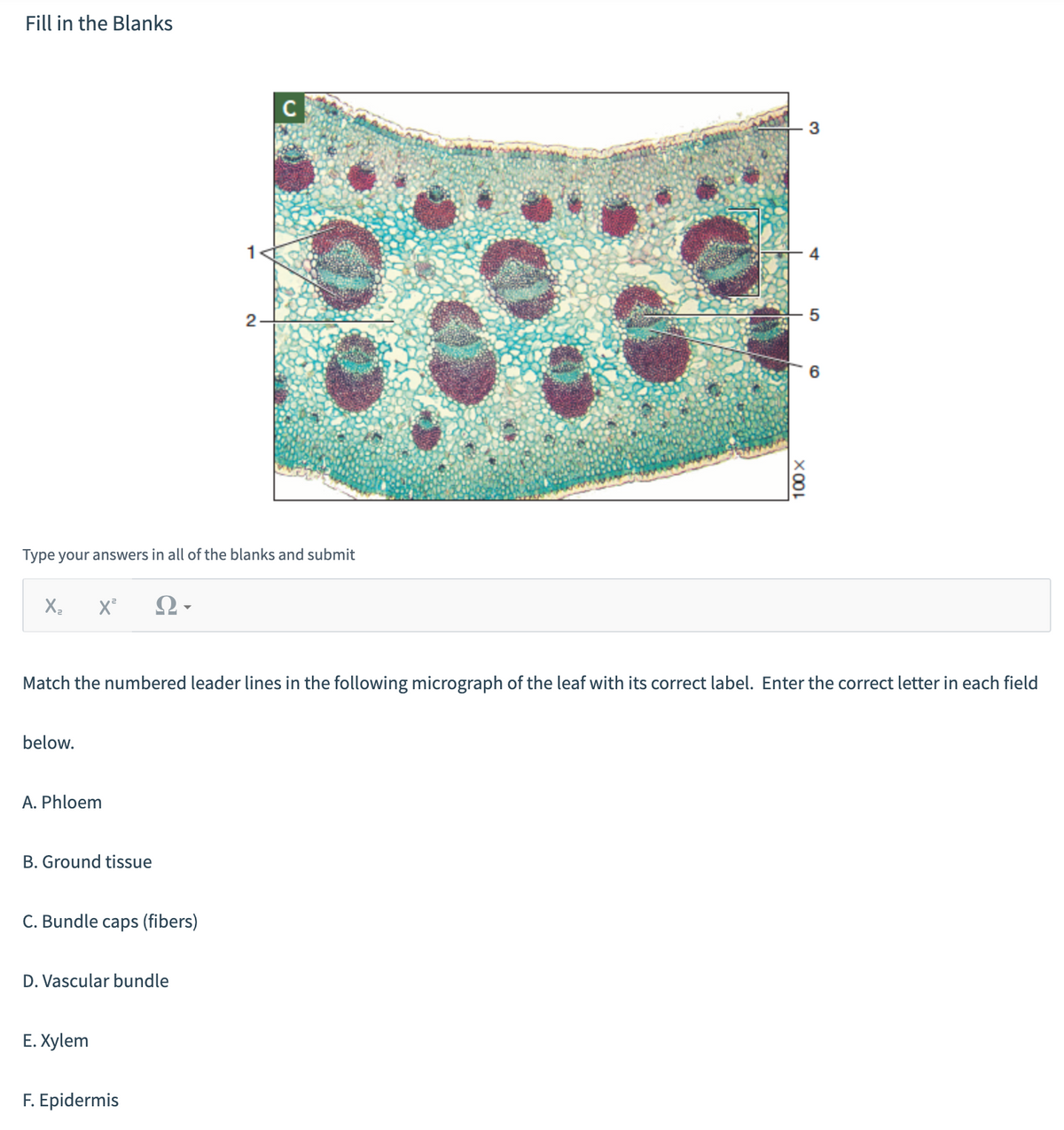 Fill in the Blanks
X₂ X² Ω·
below.
Type your answers in all of the blanks and submit
A. Phloem
B. Ground tissue
C. Bundle caps (fibers)
D. Vascular bundle
1
Match the numbered leader lines in the following micrograph of the leaf with its correct label. Enter the correct letter in each field
E. Xylem
2
F. Epidermis
C
50
100X
5