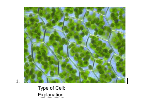 1.
Type of Cell:
Explanation:
