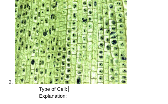 Type of Cell:
Explanation:
2.
