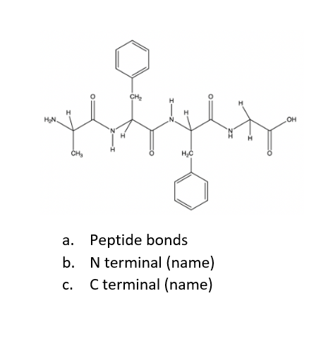CH₂
H₂C
a. Peptide bonds
b. N terminal (name)
C.
C terminal (name)
OH