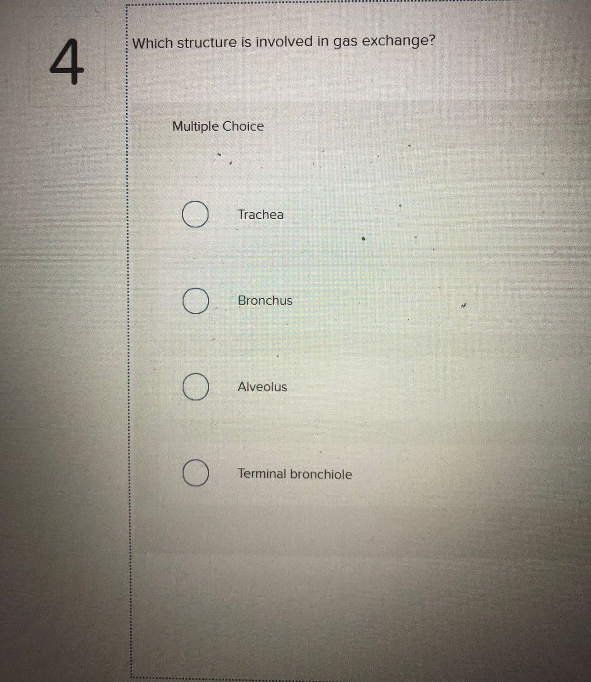 Which structure is involved in gas exchange?
Multiple Choice
Trachea
Bronchus
Alveolus
Terminal bronchiole
