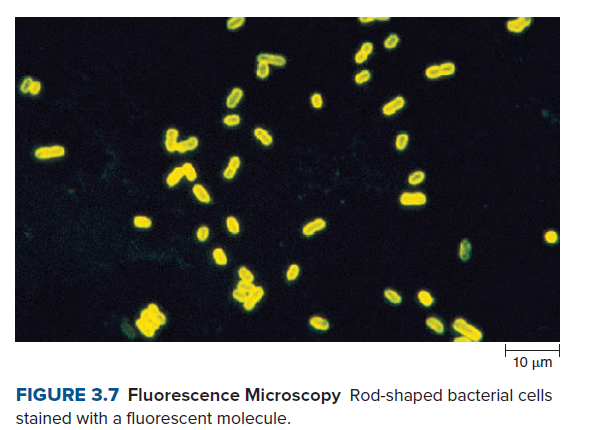 8.
10 µm
FIGURE 3.7 Fluorescence Microscopy Rod-shaped bacterial cells
stained with a fluorescent molecule.
