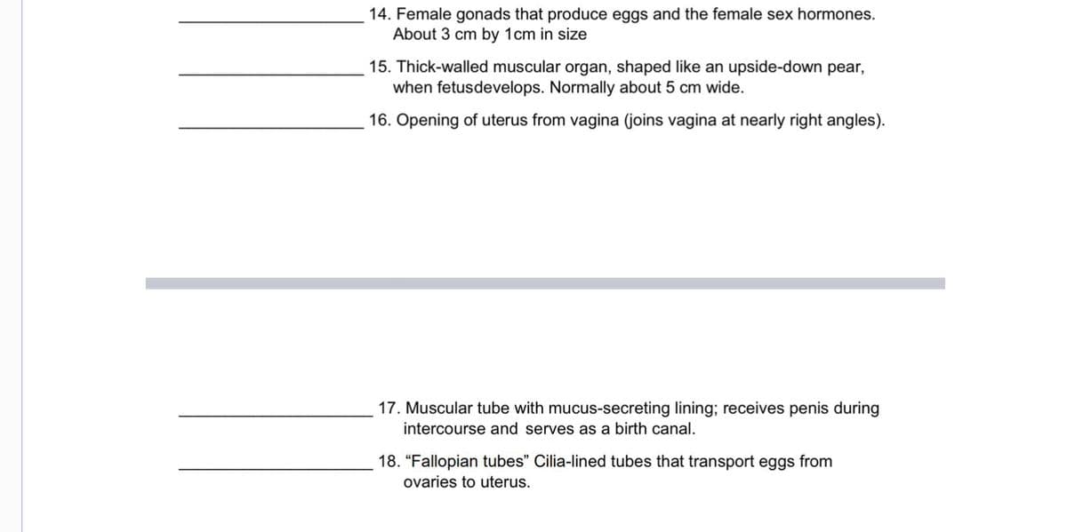 14. Female gonads that produce eggs and the female sex hormones.
About 3 cm by 1cm in size
15. Thick-walled muscular organ, shaped like an upside-down pear,
when fetusdevelops. Normally about 5 cm wide.
16. Opening of uterus from vagina (joins vagina at nearly right angles).
17. Muscular tube with mucus-secreting lining; receives penis during
intercourse and serves as a birth canal.
18. "Fallopian tubes" Cilia-lined tubes that transport eggs from
ovaries to uterus.