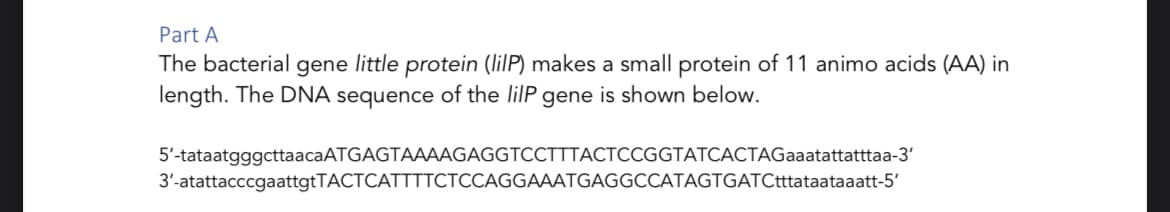 Part A
The bacterial gene little protein (lilP) makes a small protein of 11 animo acids (AA) in
length. The DNA sequence of the lilP gene is shown below.
5'-tataatgggcttaacaATGAGTAAAAGAGGTCCTTTACTCCGGTATCACTAGaaatattatttaa-3'
3'-atattacccgaattgtTACTCATTTTCTCCAGGAAATGAGGCCATAGTGATCtttataataaatt-5'