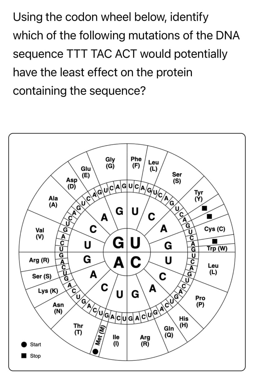 Using the codon wheel below, identify
which of the following mutations of the DNA
sequence TTT TAC ACT would potentially
have the least effect on the protein
containing the sequence?
Val
(V)
Ala
(A)
Arg (R)
Ser (S)
Start
Stop
Lys (K)
Asp
(D)
Asn
(N)
G
A
Glu
(E)
U
G
A
C
U
G
G
A
A
C
U
G
C
U
G
טןכ
Thr
(T)
AGUCAGUCAGU
GU
Gly
4.
A
Phe
(F)
Met (M)
Leu
(L)
AGUCAG
C
GU
AC
CUGACUGA
A
Ser
(S)
G
כט
SOTO.
U
C
C
Gin
Arg (Q)
(R)
A
CUG
JGA
Α
/c/u/e\+\clejoke
G
U
C
U
Tyr
(Y)
His
(H)
A
G
U
C
A
Cys (C)
Pro
(P)
Trp (W)
Leu
(L)