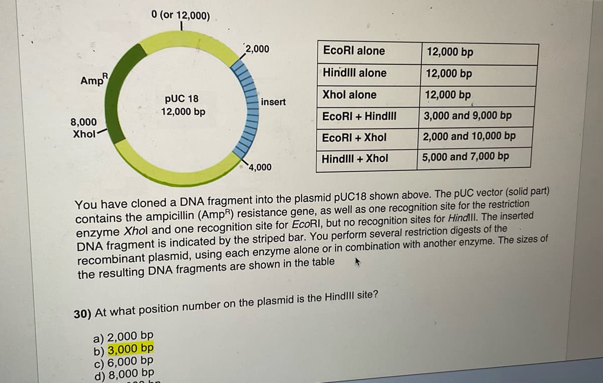 Amp
8,000
Xhol
0 (or 12,000)
I
PUC 18
12,000 bp
2,000
insert
4,000
EcoRI alone
HindIll alone
Xhol alone
EcoRI + Hindlll
EcoRI + Xhol
HindIll+ Xhol
12,000 bp
12,000 bp
12,000 bp
3,000 and 9,000 bp
2,000 and 10,000 bp
5,000 and 7,000 bp
You have cloned a DNA fragment into the plasmid pUC18 shown above. The pUC vector (solid part)
contains the ampicillin (AmpR) resistance gene, as well as one recognition site for the restriction
enzyme Xhol and one recognition site for EcoRI, but no recognition sites for Hindill. The inserted
DNA fragment is indicated by the striped bar. You perform several restriction digests of the
recombinant plasmid, using each enzyme alone or in combination with another enzyme. The sizes of
the resulting DNA fragments are shown in the table
+
30) At what position number on the plasmid is the HindIll site?
a) 2,000 bp
b) 3,000 bp
c) 6,000 bp
d) 8,000 bp