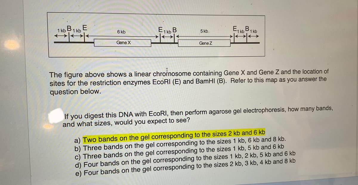 E
1 kb 1 kb
DAK
6 kb
Gene X
E1 kb B
5 kb.
Gene Z
E₁kb
1 kb
The figure above shows a linear chronosome containing Gene X and Gene Z and the location of
sites for the restriction enzymes EcoRI (E) and BamHI (B). Refer to this map as you answer the
question below.
If you digest this DNA with EcoRI, then perform agarose gel electrophoresis, how many bands,
and what sizes, would you expect to see?
a) Two bands on the gel corresponding to the sizes 2 kb and 6 kb
b) Three bands on the gel corresponding to the sizes 1 kb, 6 kb and 8 kb.
c) Three bands on the gel corresponding to the sizes 1 kb, 5 kb and 6 kb
d) Four bands on the gel corresponding to the sizes 1 kb, 2 kb, 5 kb and 6 kb
e) Four bands on the gel corresponding to the sizes 2 kb, 3 kb, 4 kb and 8 kb