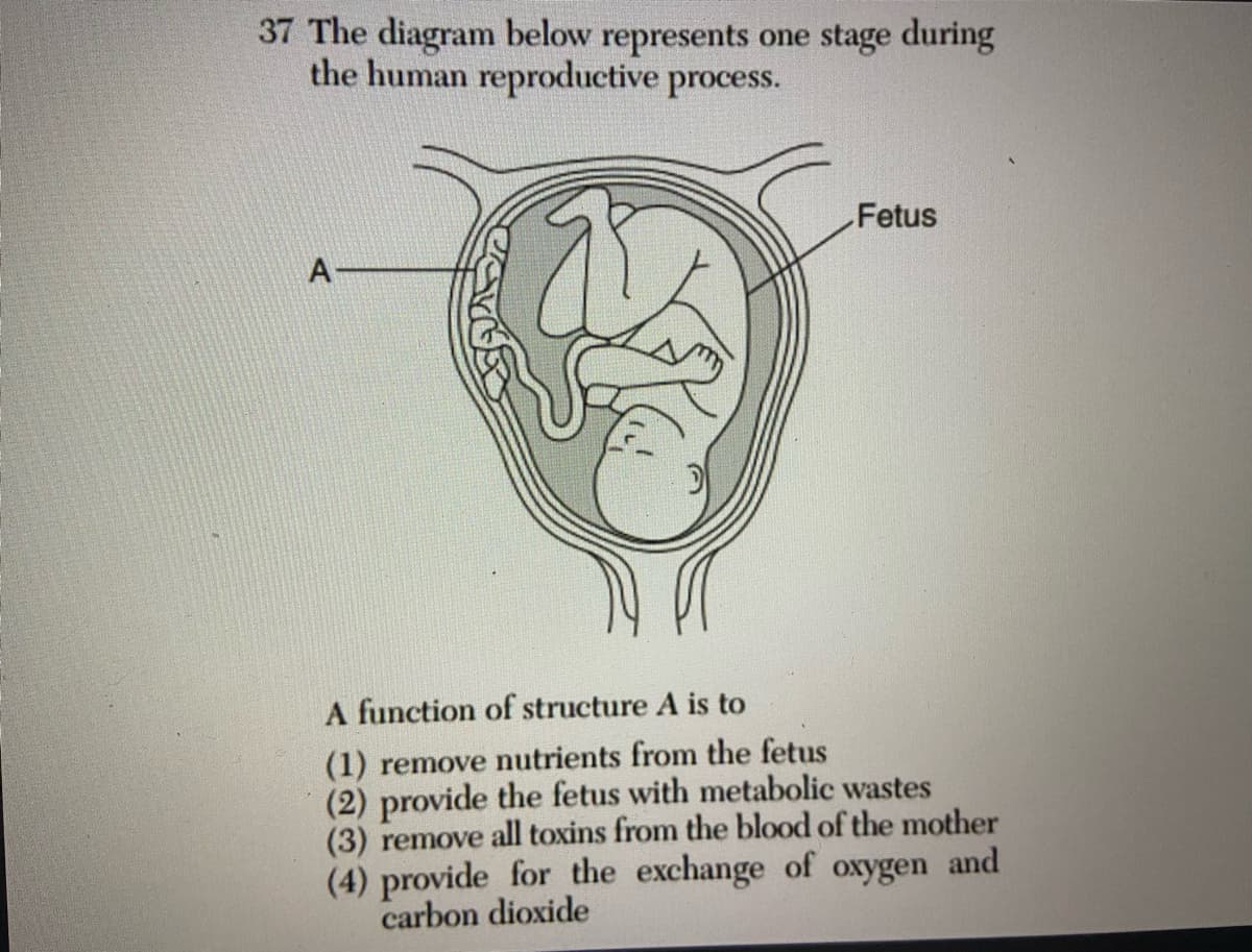 37 The diagram below represents one stage during
the human reproductive process.
Fetus
A
A function of structure A is to
(1) remove nutrients from the fetus
(2) provide the fetus with metabolic wastes
(3) remove all toxins from the blood of the mother
(4) provide for the exchange of oxygen and
carbon dioxide
