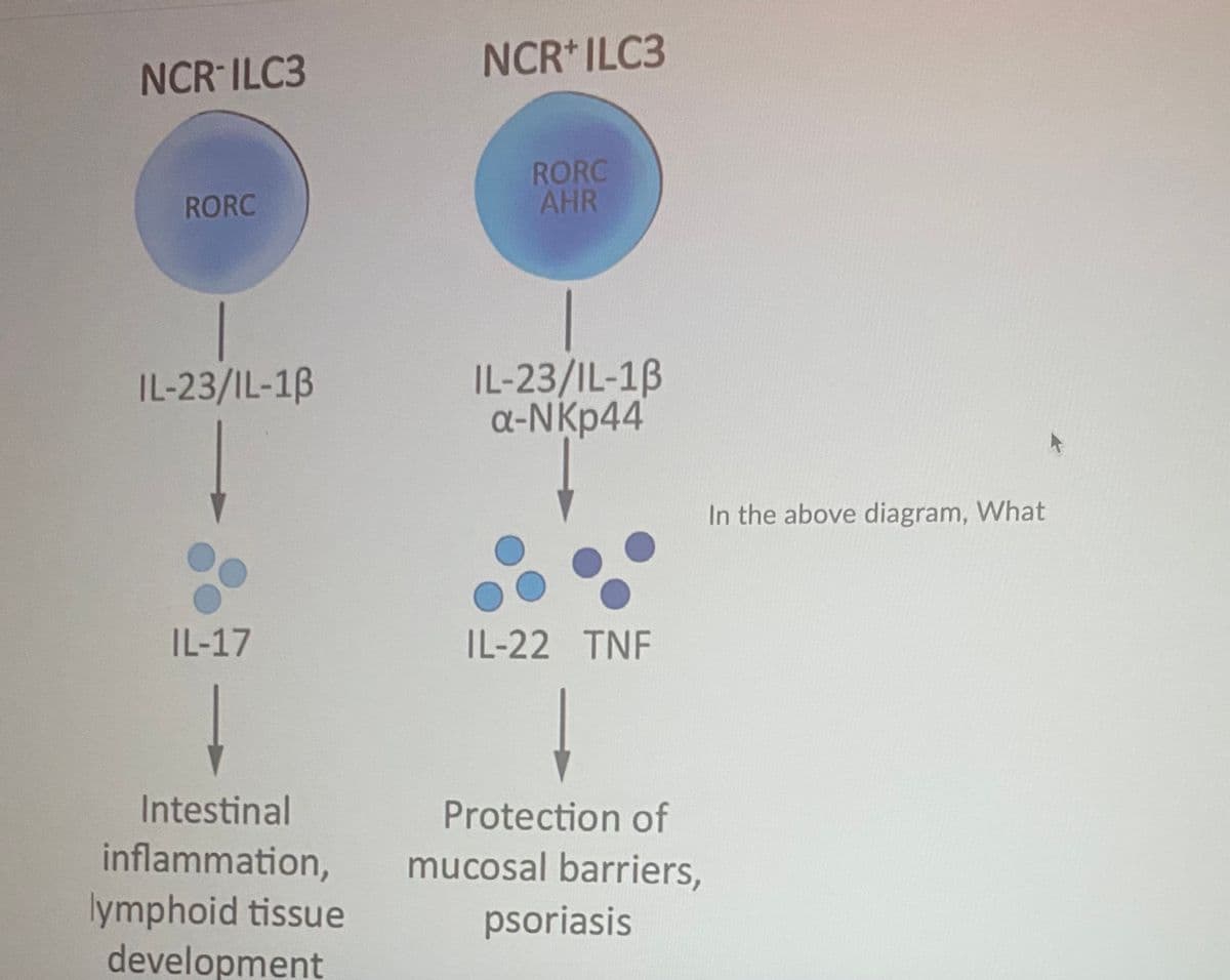 NCR*ILC3
NCR ILC3
RORC
AHR
RORC
IL-23/IL-1B
a-NKp44
IL-23/IL-1B
In the above diagram, What
IL-17
IL-22 TNF
Intestinal
Protection of
inflammation,
lymphoid tissue
development
mucosal barriers,
psoriasis

