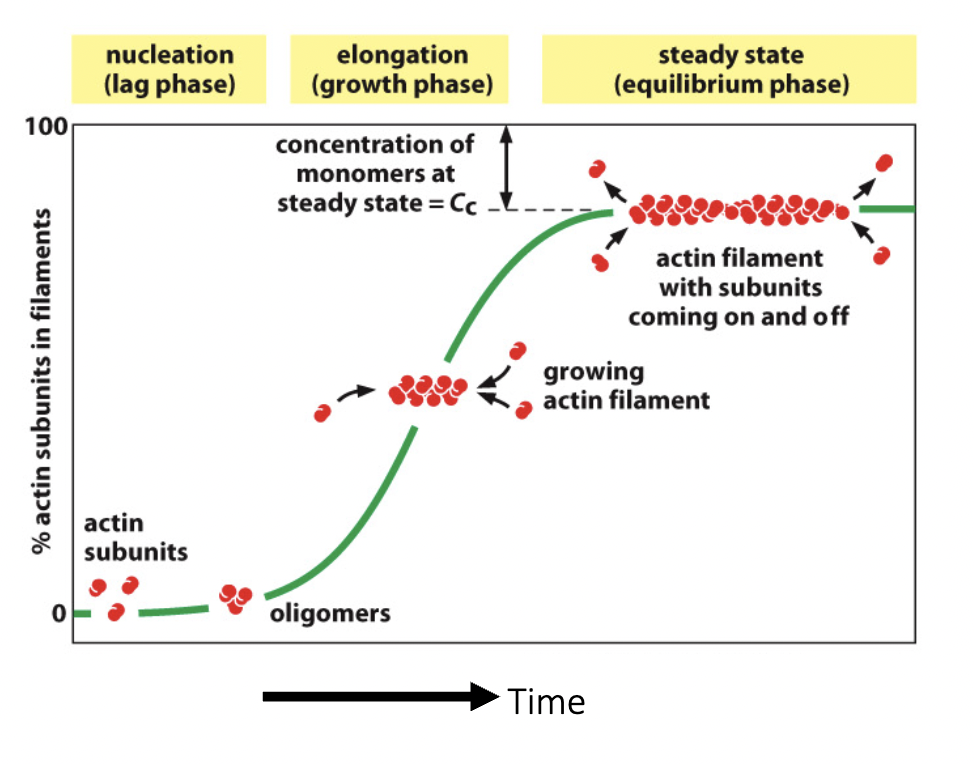 100
% actin subunits in filaments
nucleation
(lag phase)
actin
subunits
elongation
(growth phase)
concentration of
monomers at
steady state = Cc.
oligomers
steady state
(equilibrium phase)
Time
actin filament
with subunits
coming on and off
growing
actin filament