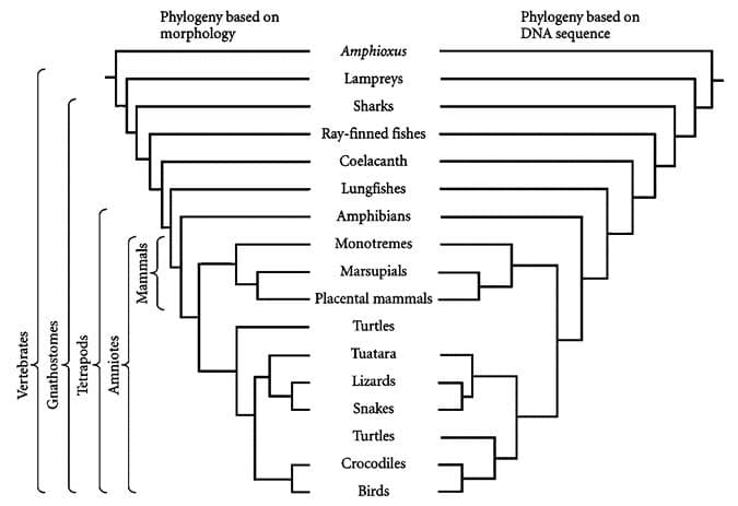 Vertebrates
Gnathostomes
Tetrapods
Amniotes
Mammals
Phylogeny based on
morphology
Amphioxus
Lampreys
Sharks
Ray-finned fishes
Coelacanth
Lungfishes
Amphibians
Monotremes
Marsupials
Placental mammals
Turtles
Tuatara
Lizards
Snakes
Turtles
Crocodiles
Birds
Phylogeny based on
DNA sequence