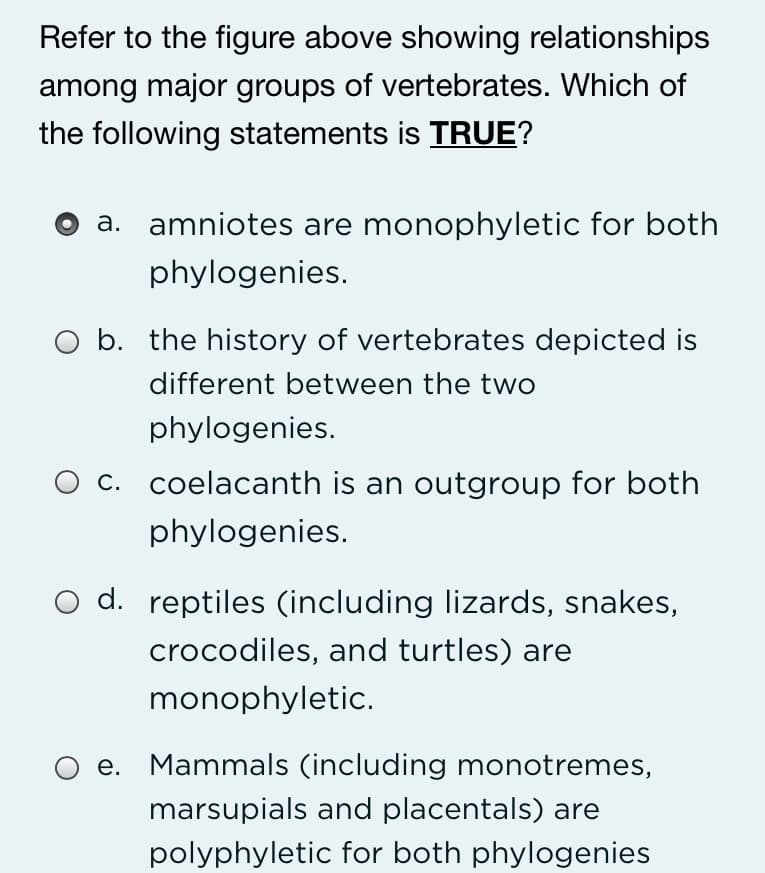 Refer to the figure above showing relationships
among major groups of vertebrates. Which of
the following statements is TRUE?
a. amniotes are monophyletic for both
phylogenies.
O b. the history of vertebrates depicted is
different between the two
phylogenies.
c. coelacanth is an outgroup for both
phylogenies.
O d. reptiles (including lizards, snakes,
crocodiles, and turtles) are
monophyletic.
e. Mammals (including monotremes,
marsupials and placentals) are
polyphyletic for both phylogenies