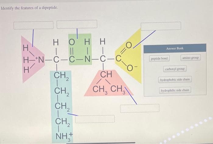 Identify the features of a dipeptide.
Ο΄ Η Η
H-N-C-C-N-C-C
H
I II
H
HIC
CH₂
CH₂
CH₂
CH₂
NH
+
CH
CH3 CH₂
=O
O
Answer Bank
peptide bond
amino group
carboxyl group
hydrophobic side chain
hydrophilic side chain