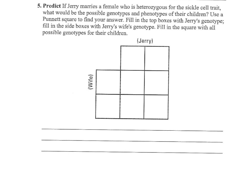 5. Predict If Jerry marries a female who is heterozygous for the sickle cell trait,
what would be the possible genotypes and phenotypes of their children? Use a
Punnett square to find your answer. Fill in the top boxes with Jerry's genotype;
fill in the side boxes with Jerry's wife's genotype. Fill in the square with all
possible genotypes for their children.
(Jerry)
(Wife)