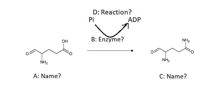 D: Reaction?
Pi
ADP
B: Enzyme?
NH2
OH
NH2
NH2
A: Name?
C: Name?
