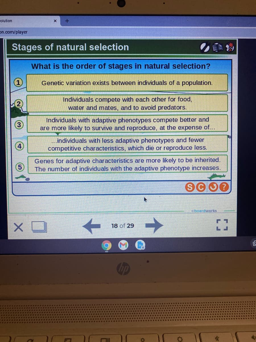 rolution
on.com/player
Stages of natural selection
What is the order of stages in natural selection?
Genetic variation exists between individuals of a population.
Individuals compete with each other for food,
water and mates, and to avoid predators.
Individuals with adaptive phenotypes compete better and
are more likely to survive and reproduce, at the expense of...
..individuals with less adaptive phenotypes and fewer
competitive characteristics, which die or reproduce less.
Genes for adaptive char acteristics are more likely to be inherited.
The number of individuals with the adaptive phenotype increases.
oboardworks
18 of 29
Chp
