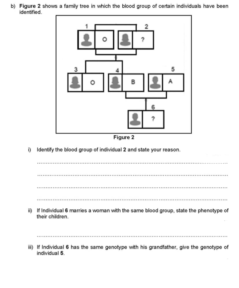 b) Figure 2 shows a family tree in which the blood group of certain individuals have been
identified.
6.
Figure 2
i) Identify the blood group of individual 2 and state your reason.
ii) If Individual 6 marries a woman with the same blood group, state the phenotype of
their children.
iii) If Individual 6 has the same genotype with his grandfather, give the genotype of
individual 5.
