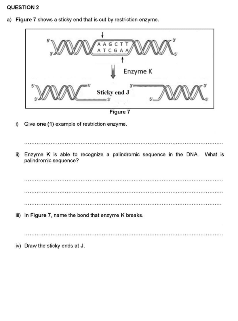 QUESTION 2
a) Figure 7 shows a sticky end that is cut by restriction enzyme.
AAGCTT
ATCGAA
Enzyme K
5
3
Sticky end J
MW.
Figure 7
i) Give one (1) example of restriction enzyme.
ii) Enzyme K is able to recognize a palindromic sequence in the DNA.
palindromic sequence?
What is
iii) In Figure 7, name the bond that enzyme K breaks.
iv) Draw the sticky ends at J.
