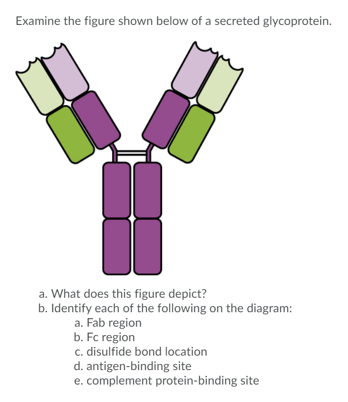 Examine the figure shown below of a secreted glycoprotein.
a. What does this figure depict?
b. Identify each of the following on the diagram:
a. Fab region
b. Fc region
c. disulfide bond location
d. antigen-binding site
e. complement protein-binding site
