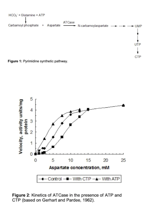 HCO₂ + Glutamine + ATP
Carbamoyl phosphate + Aspartate
Figure 1: Pyrimidine synthetic pathway.
51
Velocity, activity units/mg
protein
2
3
AT Case
0
N-carbamoylaspartate
5
15
20
Aspartate concentration, mM
Control With CTP - With ATP
10
25
Figure 2: Kinetics of ATCase in the presence of ATP and
CTP (based on Gerhart and Pardee, 1962).
UMP
UTP
-
CTP