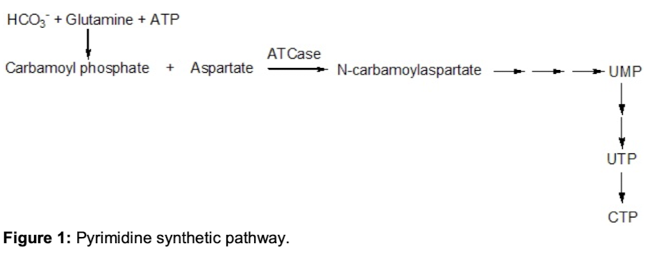 HCO3 + Glutamine + ATP
Carbamoyl phosphate + Aspartate
AT Case
Figure 1: Pyrimidine synthetic pathway.
N-carbamoylaspartate
UMP
UTP
CTP