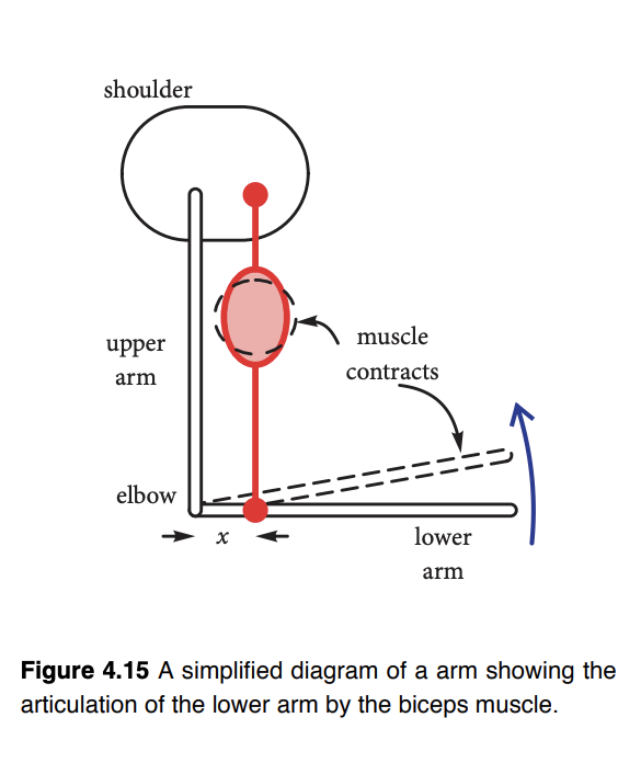 shoulder
upper
arm
elbow
x
muscle
contracts
lower
arm
Figure 4.15 A simplified diagram of a arm showing the
articulation of the lower arm by the biceps muscle.
