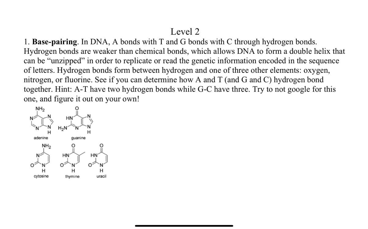 Level 2
1. Base-pairing. In DNA, A bonds with T and G bonds with C through hydrogen bonds.
Hydrogen bonds are weaker than chemical bonds, which allows DNA to form a double helix that
can be "unzipped" in order to replicate or read the genetic information encoded in the sequence
of letters. Hydrogen bonds form between hydrogen and one of three other elements: oxygen,
nitrogen, or fluorine. See if you can determine how A and T (and G and C) hydrogen bond
together. Hint: A-T have two hydrogen bonds while G-C have three. Try to not google for this
one, and figure it out on your own!
NH₂
-N H₂N
H
adenine
NH₂
HN
H
cytosine
HN
guanine
H
thymine
H
HN
`N
H
uracil