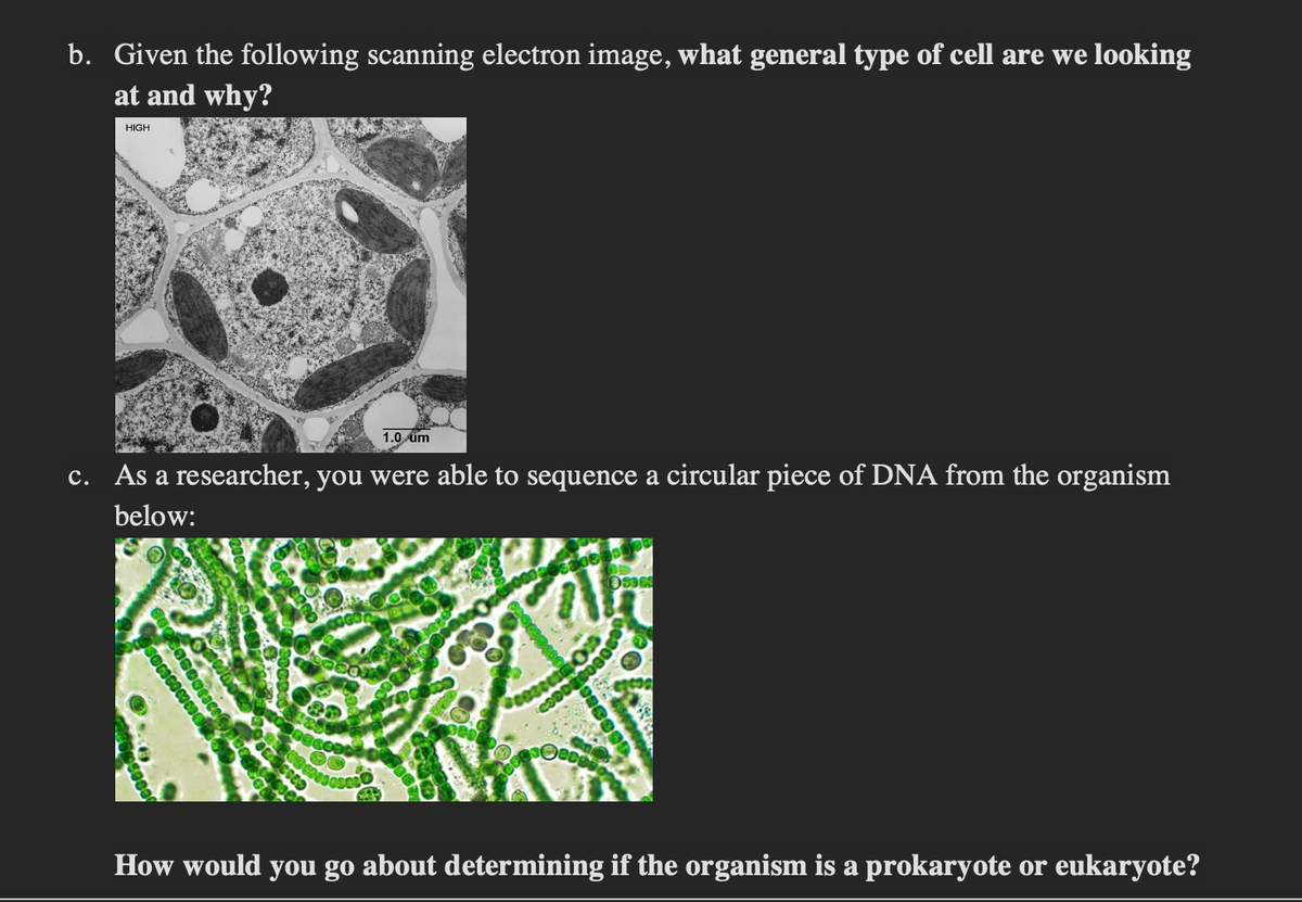 b. Given the following scanning electron image, what general type of cell are we looking
at and why?
HIGH
1.0 um
c. As a researcher, you were able to sequence a circular piece of DNA from the organism
below:
cace
M40205330
08363
CODDEGOED
How would you go about determining if the organism is a prokaryote or eukaryote?