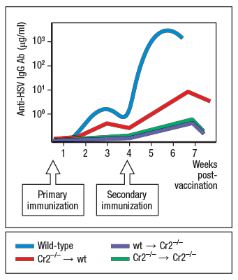 103 -
102 -
10'
10° -
1 2 3 4 5 6 7
Weeks
post-
vaccination
Primary
immunization
Secondary
immunization
Wild-type
Cr2 → wt
wt - Cr2+
Cr2-→ Cr2--
Anti-HSV IgG Ab (µg/ml)
