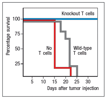 Knockout T cells
100-
75니
No
Wild-type
T cells
50-
T cells
25-
5
10 15 20 25 30
Days after tumor injection
Percentage survival
