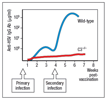 10 -
Wild-type
102
10 -
10°-
C3+
1 2 3 4
5 6 i
8
Weeks
post-
vaccination
Primary
infection
Secondary
infection
Anti-HSV IgG Ab (µg/ml)

