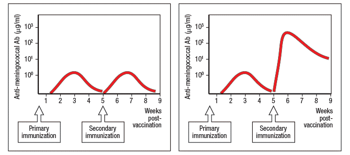 10° -
10
10° -
10.
10' -
101 -
100° -
100
i 2 3 4 5 6 i 8 9
i 2 3 4 5 6 7
8
Weeks
Weeks
post-
vaccination
post-
vaccination
Primary
immunization
Secondary
immunization
Primary
immunization
Secondary
immunization
Anti-meningococcal Ab (µg/ml)
Anti-meningococcal Ab (µg/ml)
