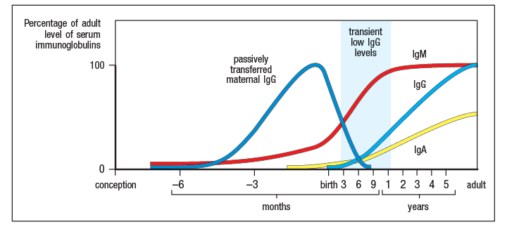 Percentage of adult
level of serum
immunoglobulins
transient
low IgG
levels
IgM
passively
transferred
maternal IgG
100 -
IgG
IgA
conception
-6
-3
birth 3 6 9 1 2 3 4 5
adult
months
years
