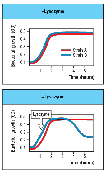 -Lysozyme
0.5
0.4 -
0.3 -
Strain A
Strain B
0.2
0.1
2
3
4
5
Time (hours)
+Lysozyme
0.5
Lysozyme
0.4 -
0.3 -
0.2
0.1
2
3
4
5
Time (hours)
Bacterial growth (OD)
Bacterial growth (OD)
