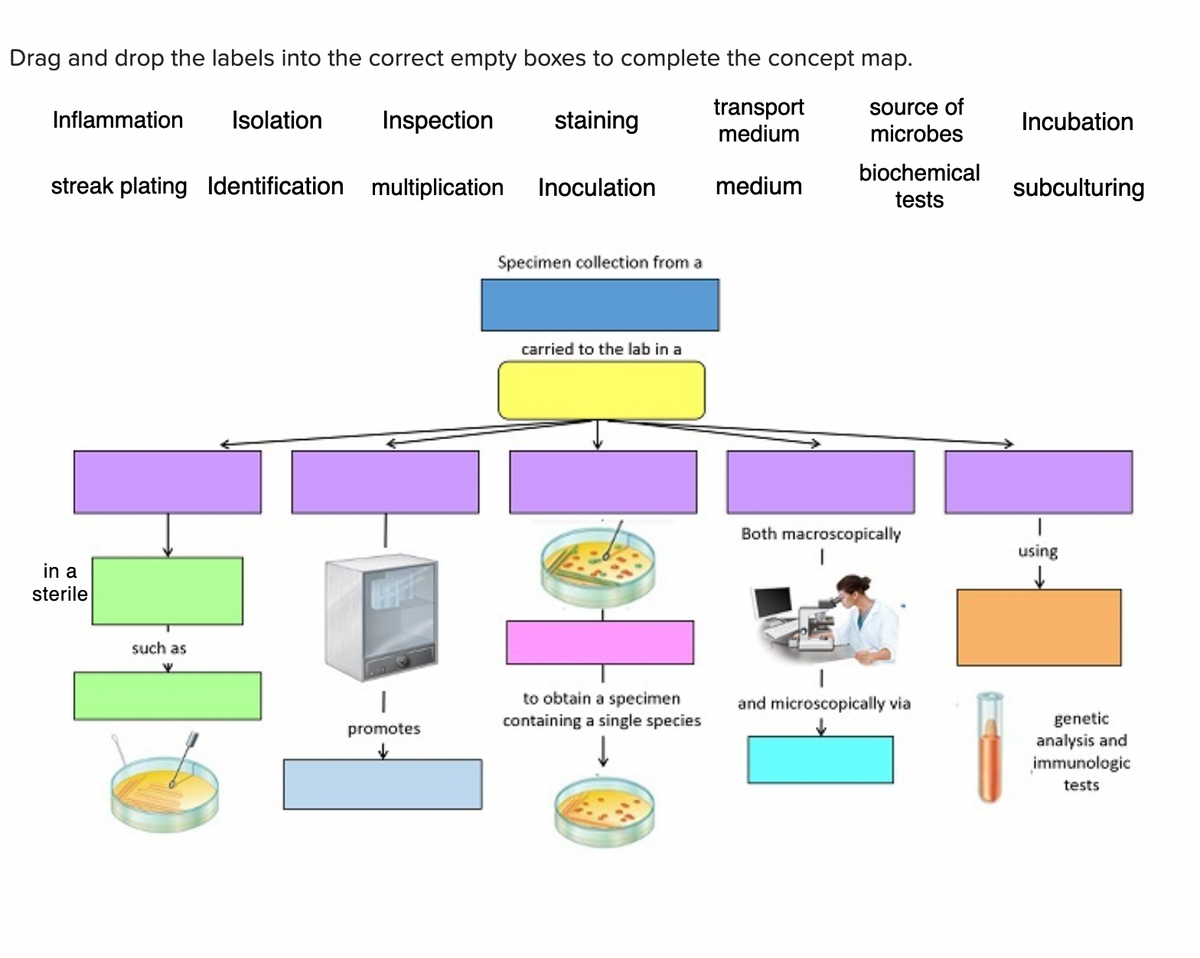 Drag and drop the labels into the correct empty boxes to complete the concept map.
source of
Inspection staining
transport
medium
microbes
medium
Inflammation
streak plating Identification multiplication
Isolation
in a
sterile
such as
Inoculation
H
+
Hol
promotes
Specimen collection from a
carried to the lab in a
to obtain a specimen
containing a single species
biochemical
tests
Both macroscopically
and microscopically via
Incubation
subculturing
1
using
↓
genetic
analysis and
immunologic
tests