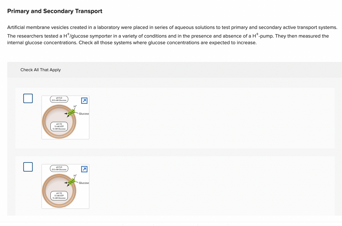 Primary and Secondary Transport
Artificial membrane vesicles created in a laboratory were placed in series of aqueous solutions to test primary and secondary active transport systems.
The researchers tested a H*/glucose symporter in a variety of conditions and in the presence and absence of a H*-pump. They then measured the
internal glucose concentrations. Check all those systems where glucose concentrations are expected to increase.
Check All That Apply
pH 5.0
0.5 mM Glucose
pH 7.0
5 mM ATP
5 mM Glucose
pH 5.0
0.5 mM Glucose
pH 7.0
0 mM ATP
5 mM Glucose
H+
Glucose
Glucose