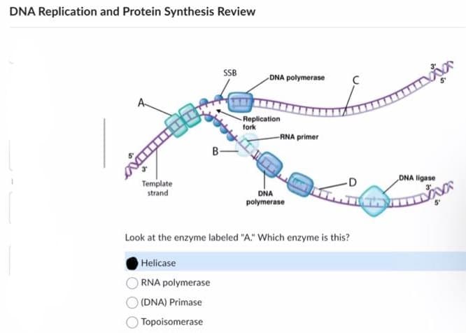 DNA Replication and Protein Synthesis Review
A
xxmunt
Template
strand
B
Helicase
RNA polymerase
(DNA) Primase
Topoisomerase
SSB
است
DNA polymerase
Replication
fork
-RNA primer
DNA
polymerase
FA
Look at the enzyme labeled "A." Which enzyme is this?
с
-D
DNA ligase
TÖNK